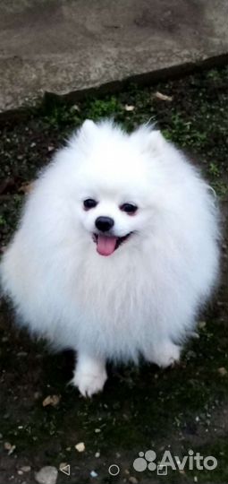 Вязка, шпиц