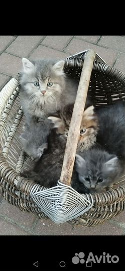 Котятки в добрые руки