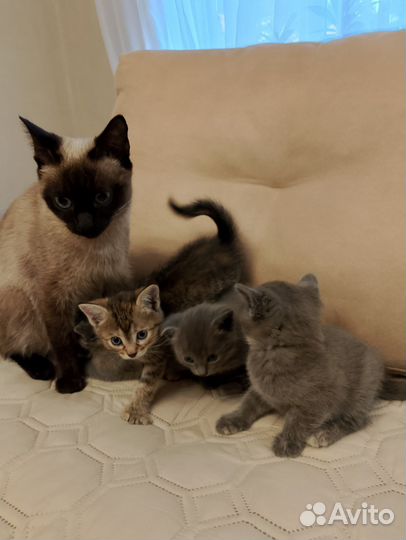 Кошка
