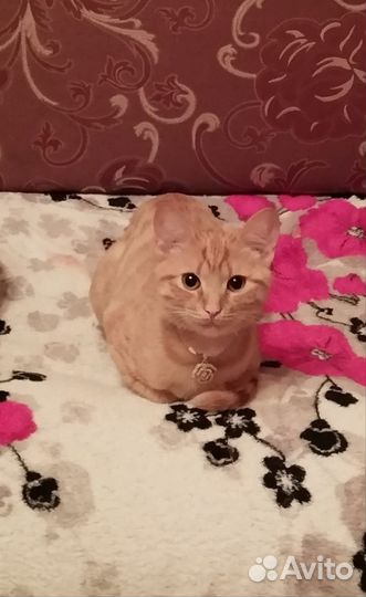 Рыжая красотка Майя