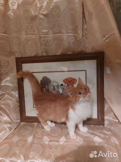 Котенок в добрые руки