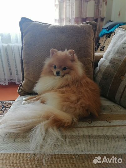 Собака шпиц бесплатно в добрые руки