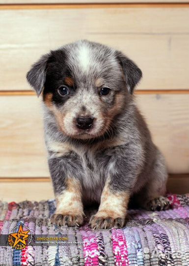 Австралийский хилер