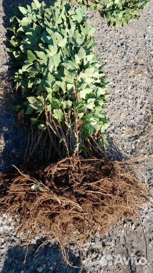 Саженцы черной смородины