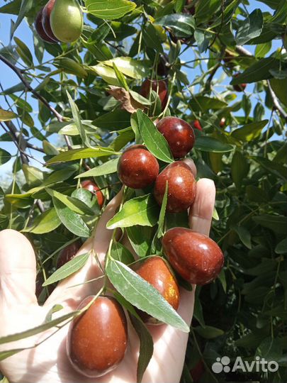 Китайский финик,унаби