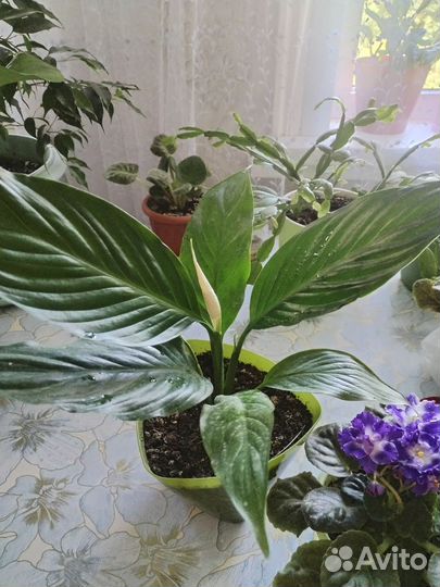 Спатифиллум