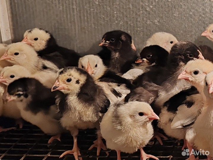 Цыплята несушки