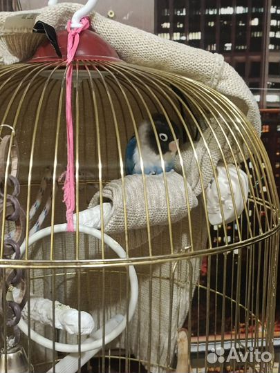 Клетка для крупного попугая