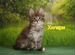Очаровательные котята мейн-кунята
