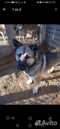 Собака в добрые руки