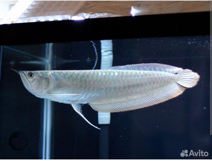 Арована серебряная