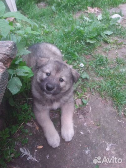 Собаки бесплатно