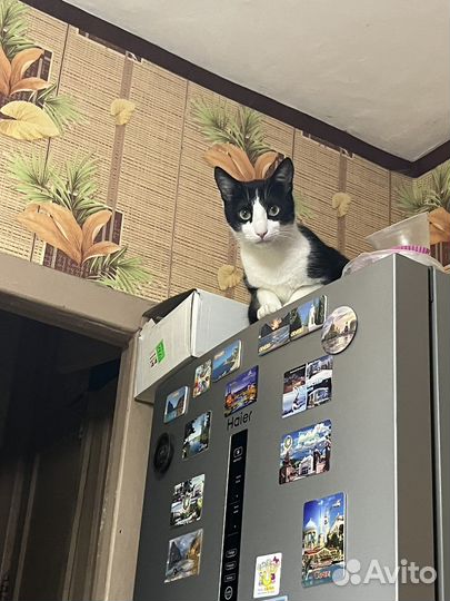 Отдам бесплатно кота