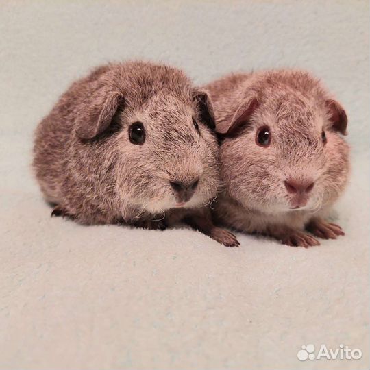 Плюшевые Рексики серебро