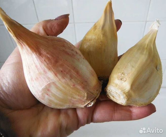 Редкие семена для посадки