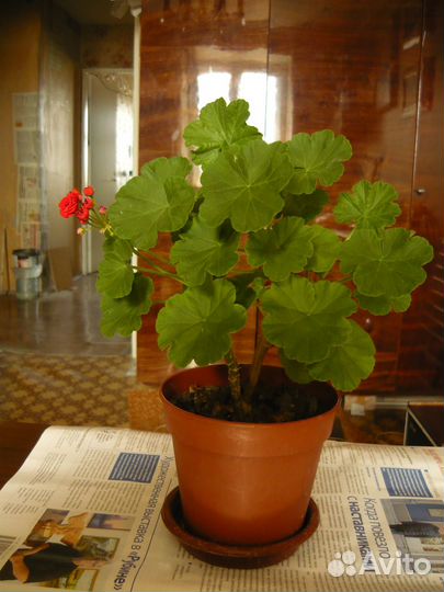 Пеларгония Pink Rambler