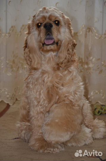 Кокер спаниель