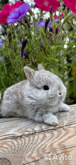 Самые породистые карликовые декоративные кролики