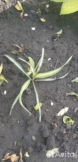 Юкка нитчатая голден сворт