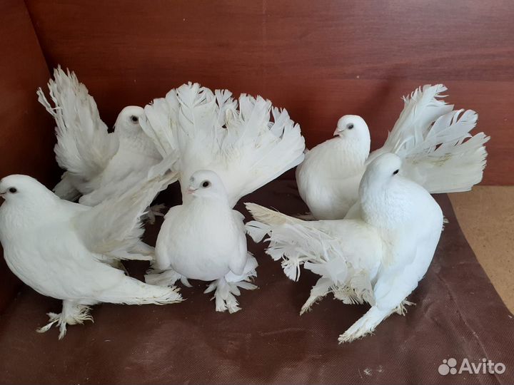 Продажа статных голубей
