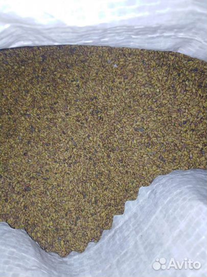 Семена люцерны