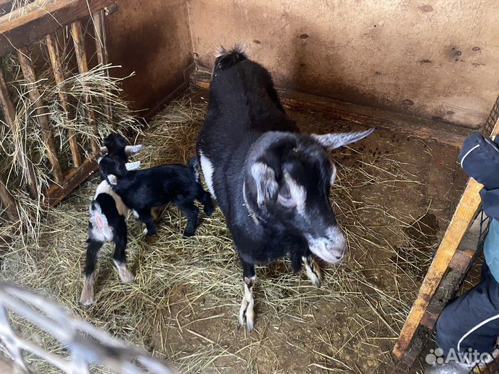 Камерунские козы дойные