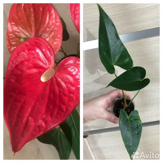 Антуриум 