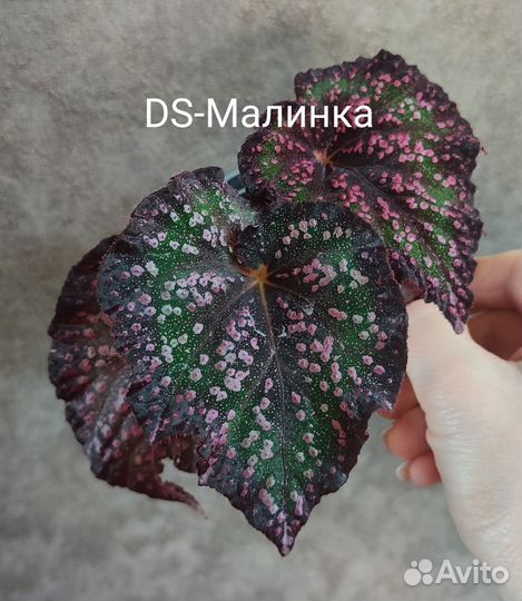 Бегония декоративно лиственная