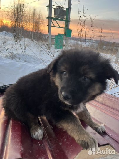 Щенок в добрые руки бесплатно