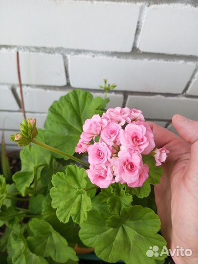 Пеларгония герань сортовая