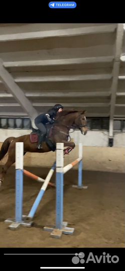 В конкур 110 см