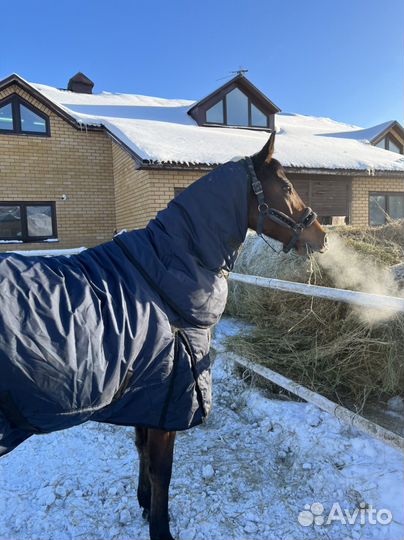 Обучение верховой езде / катание на лошади