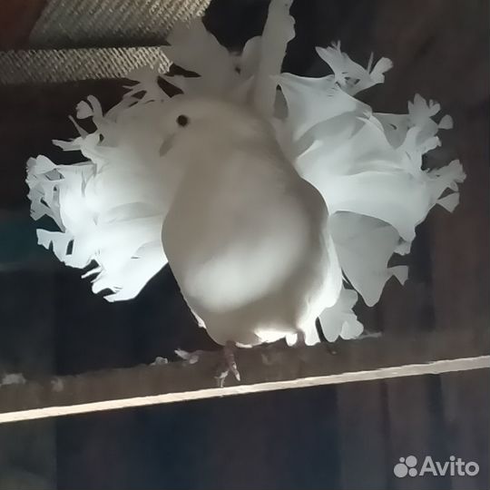Продам голубей белые павлины