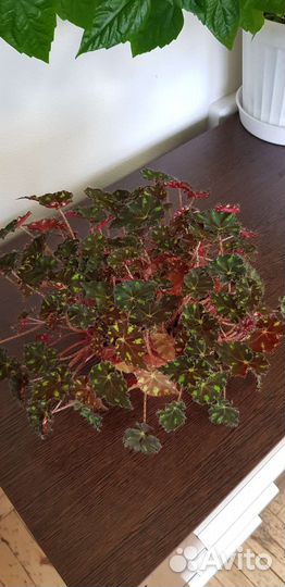 Цветы комнатные