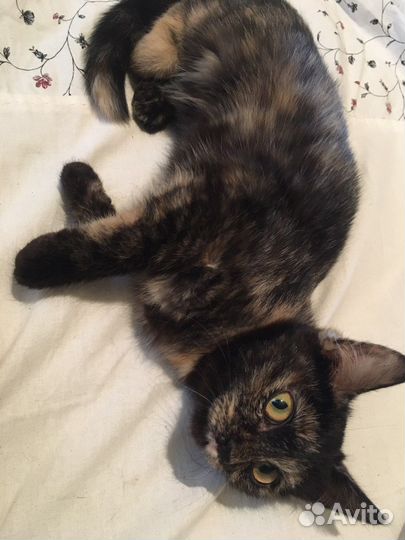 Котята в добрые руки девочки