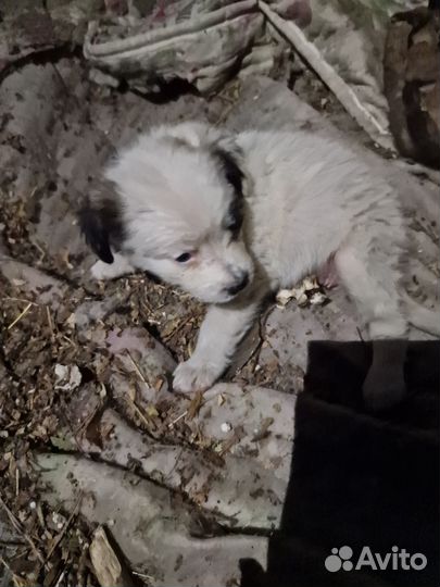 Щенки в добрые руки