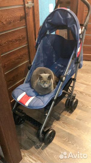 Коляска mini cooper трость