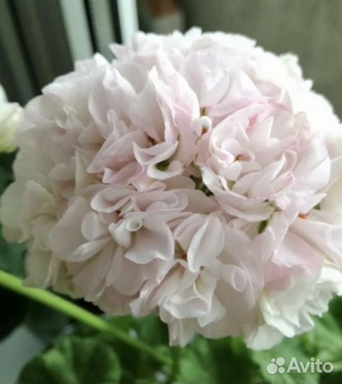 Пеларгония герань