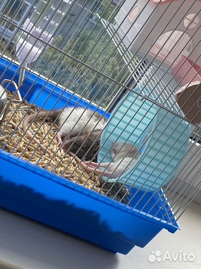 Продам крысок девочек