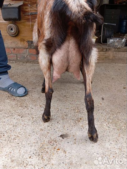 Коза дойная