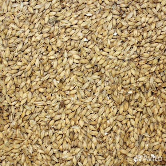 Продам ячмень, овёс, пшеница