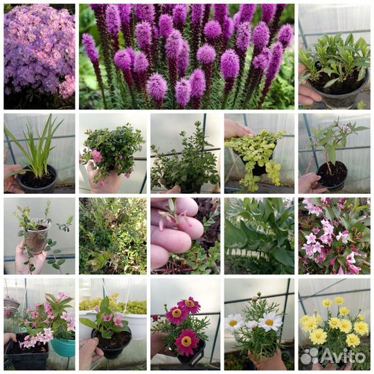 Многолетники, ампельные растения, почвопокровные