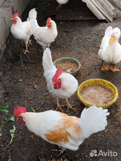 Петушки домашние леггорн белый