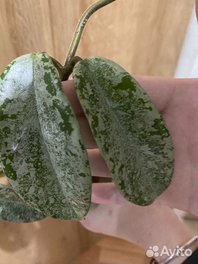 Хойя серебро