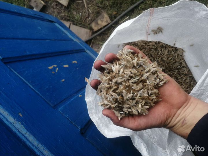 Мордовник шароголовый семена