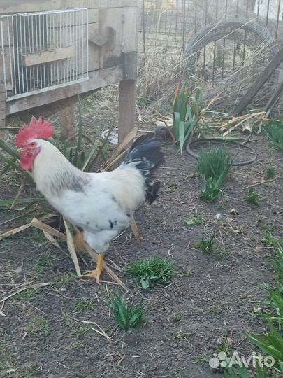 Молодые петухи