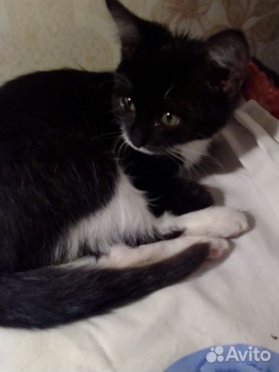 Котенок 2.5 мес девочка