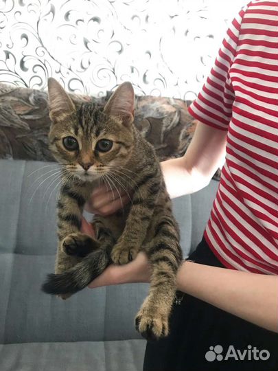 Кошка в дар