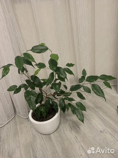 Фикус Бенджамина