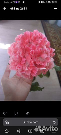 Набор пеларгониий